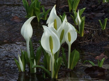 水芭蕉