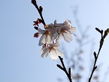 山桜？