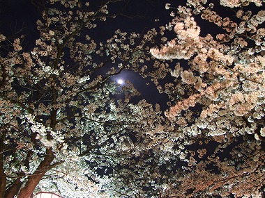 月と桜