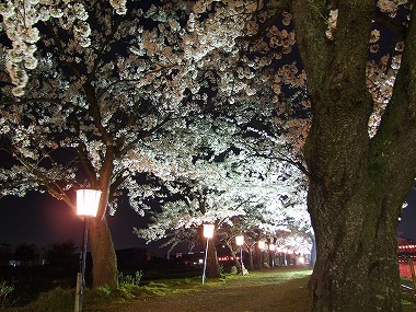 桜並木