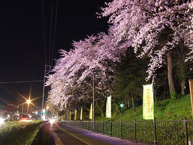 国道沿いの桜