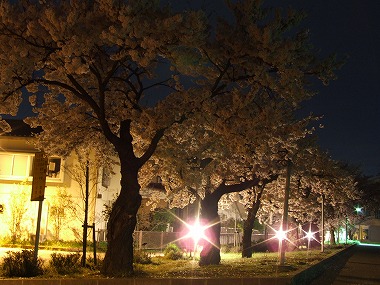 水原小学校の桜