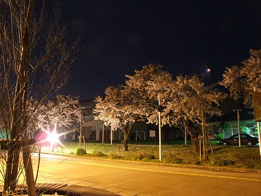 水原小学校の桜