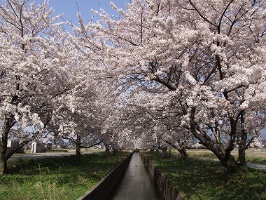 用水路と桜