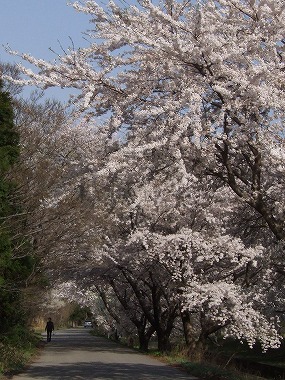 桜並木