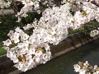 水路の花びらと桜