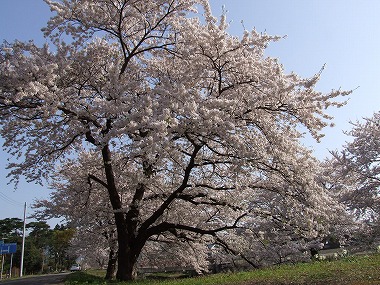新江の桜