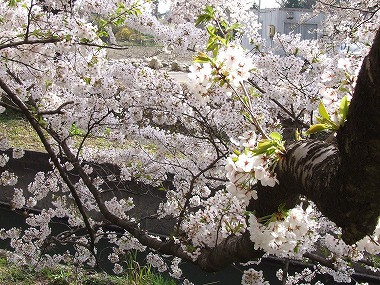 横に長い枝