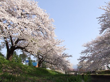 新江の桜