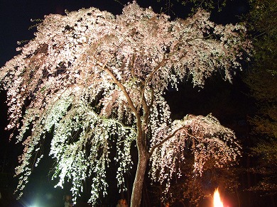 しだれ桜