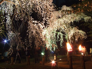 しだれ桜