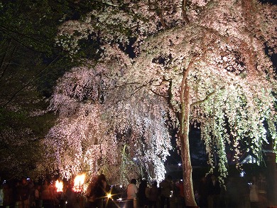 しだれ桜