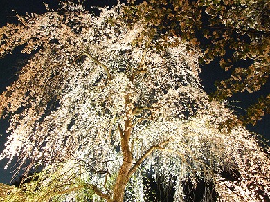 しだれ桜