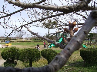 白鳥公園桜