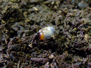 カブト虫の幼虫